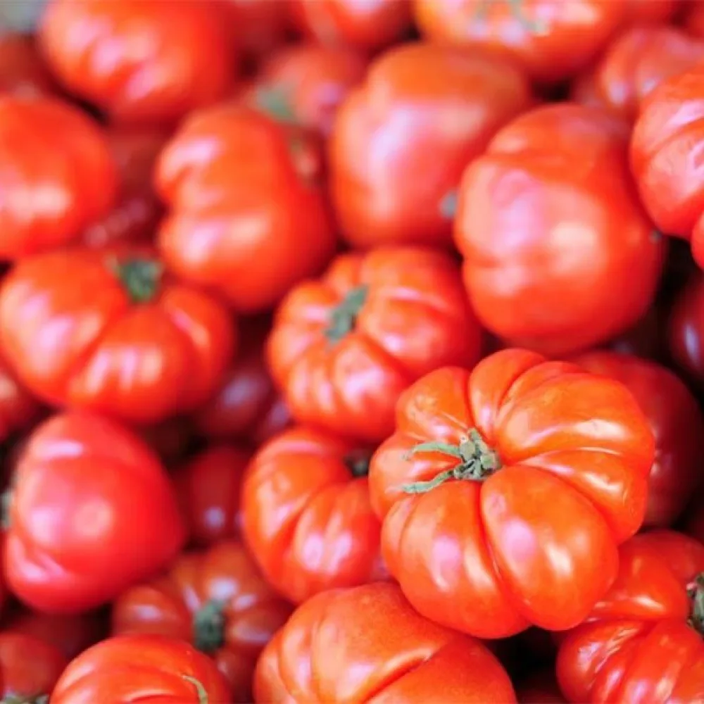 Tomat 'Beefsteak'