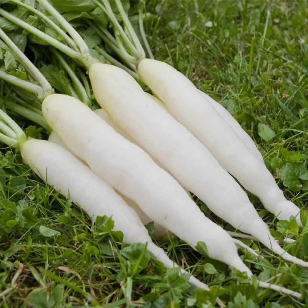 Lång rädisa 'White Icicle'