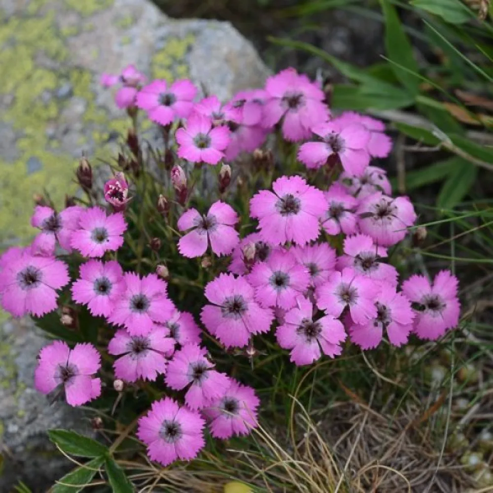 Nejlika Dianthus pavonius – lilaröd