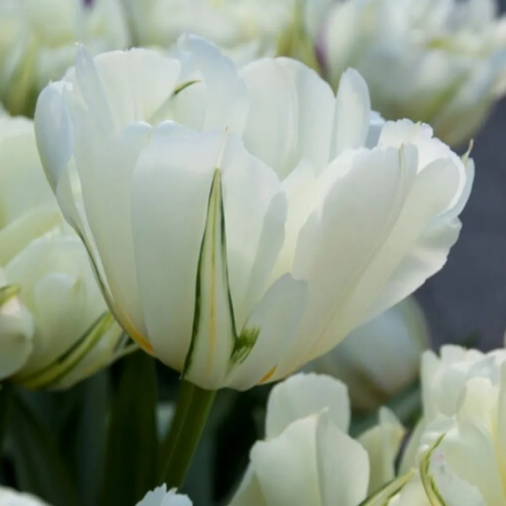 Tulpan 'Exotic Emperor'