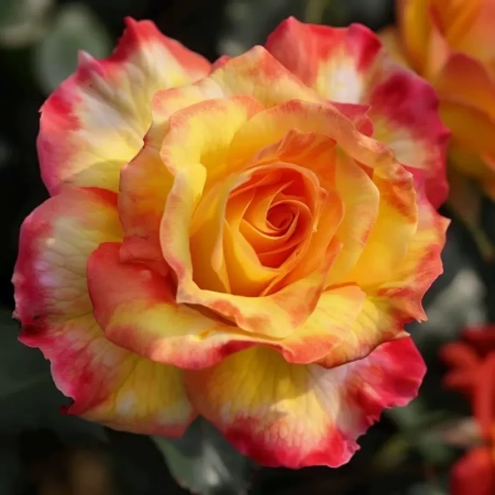 Ros 'Golden Orange Whirlwind' – barrotad