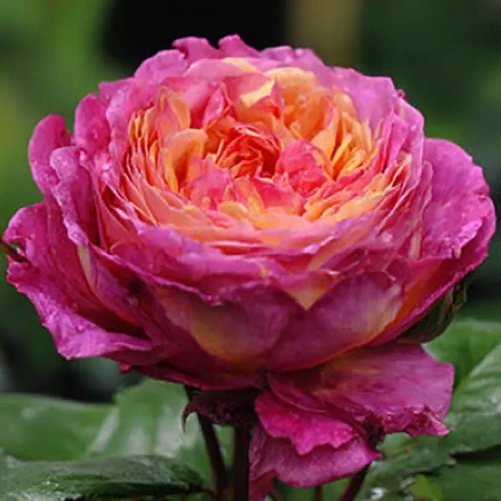 Ros 'Tender Pink Flirt' – barrotad