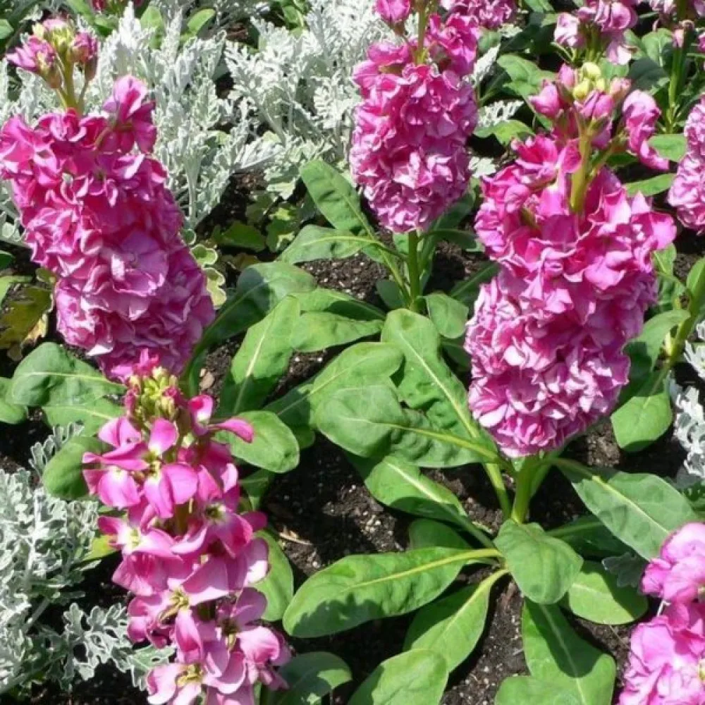Lövkoja Matthiola incana, rosa