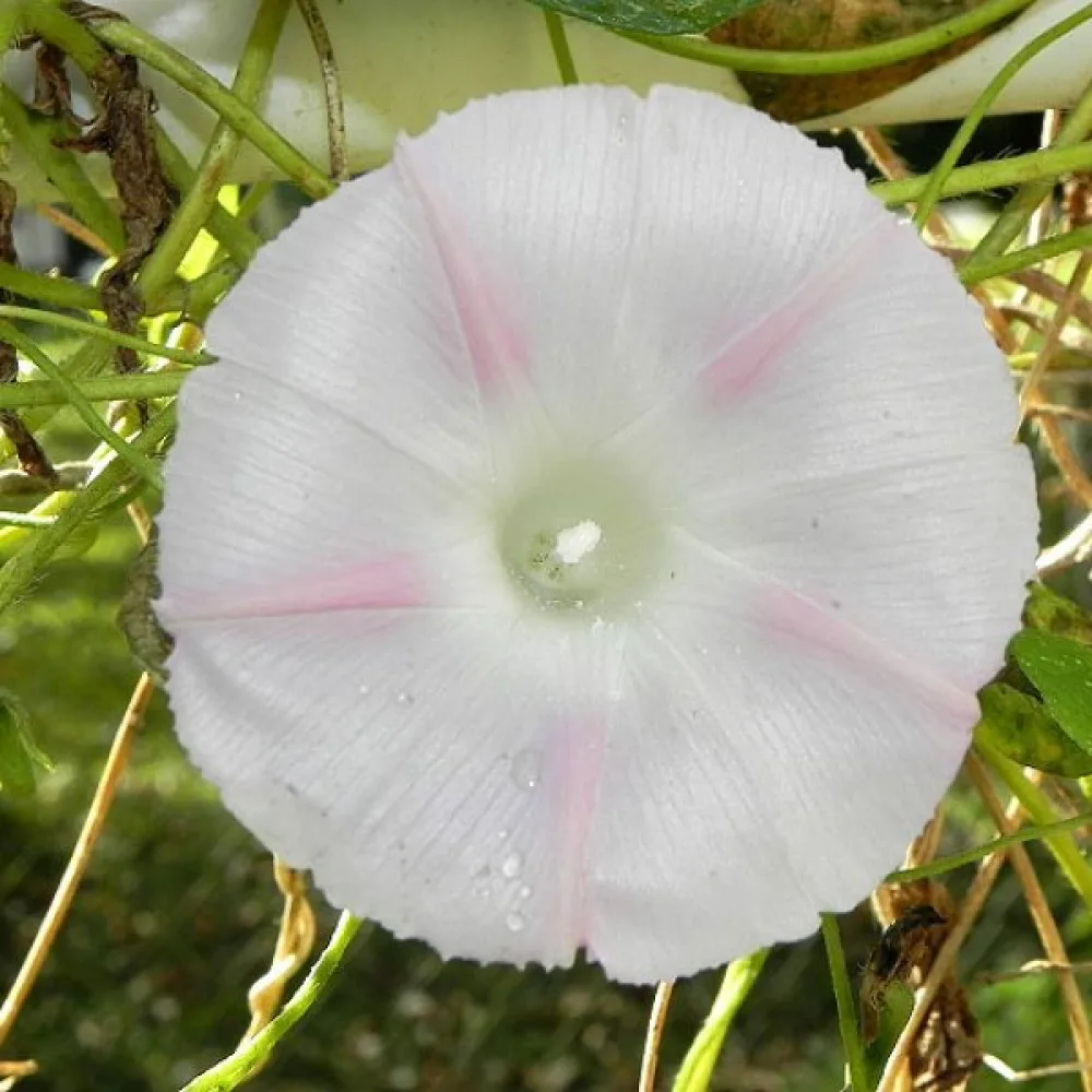 Purpurvinda 'Shiva'