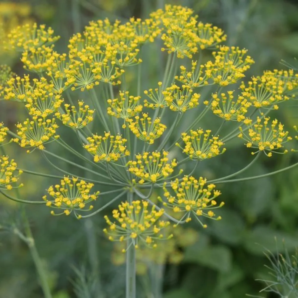 Dill Anethum graveolens