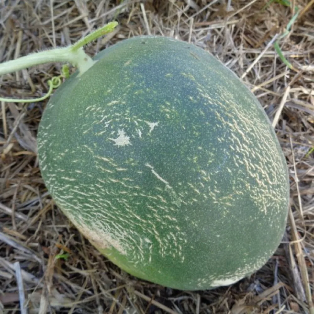 Melon 'Seledyn' F1
