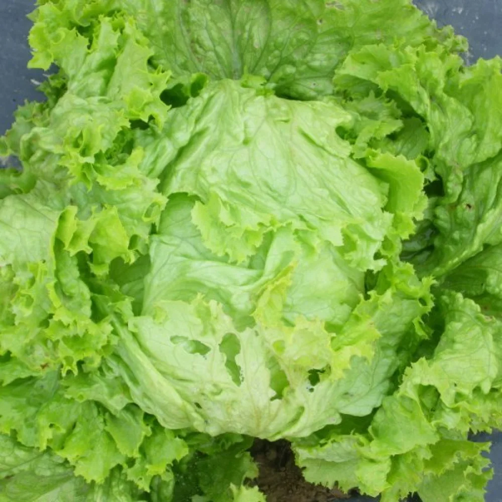 Isbergssallat 'De Pierre Benite'