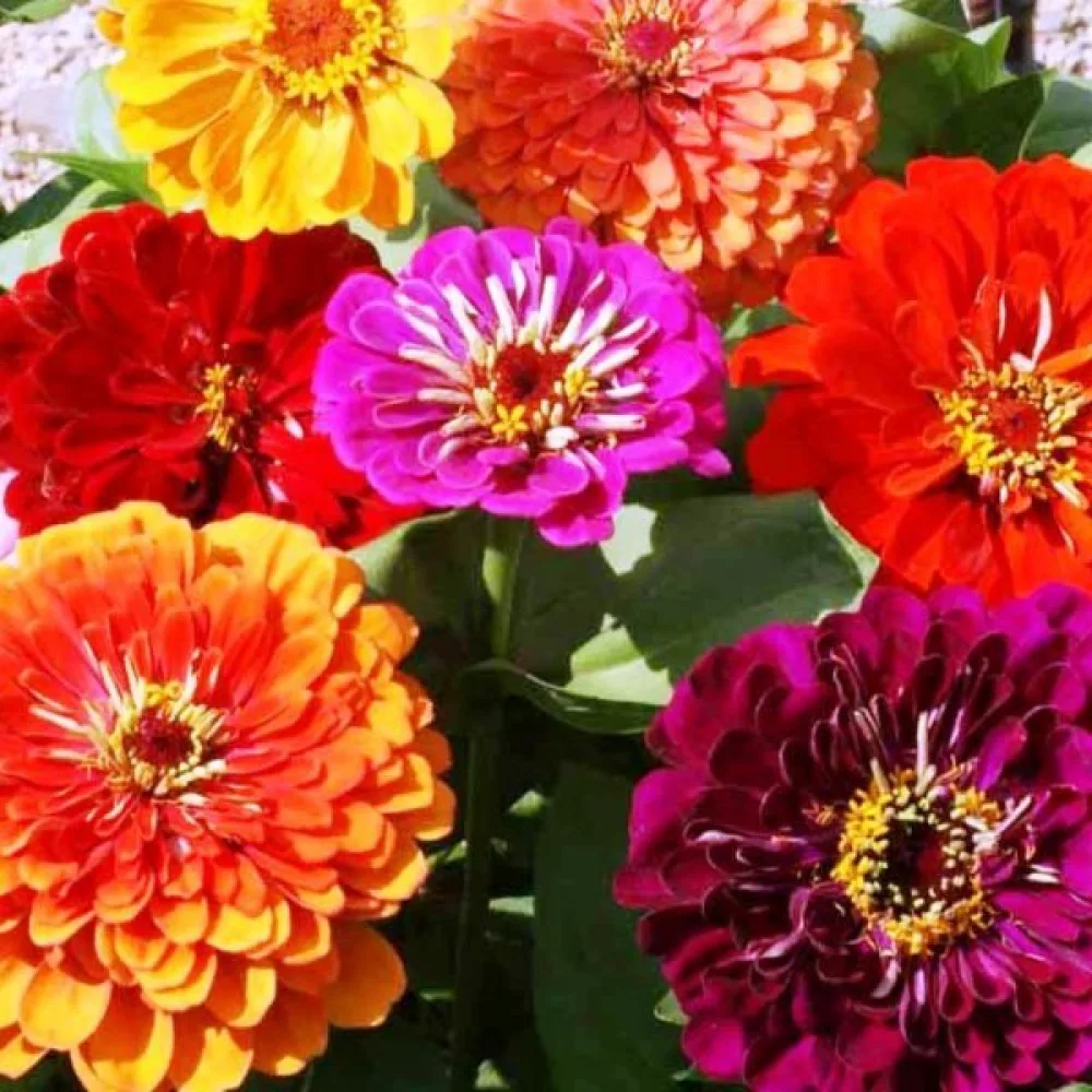 Zinnia 'California' (blandning)