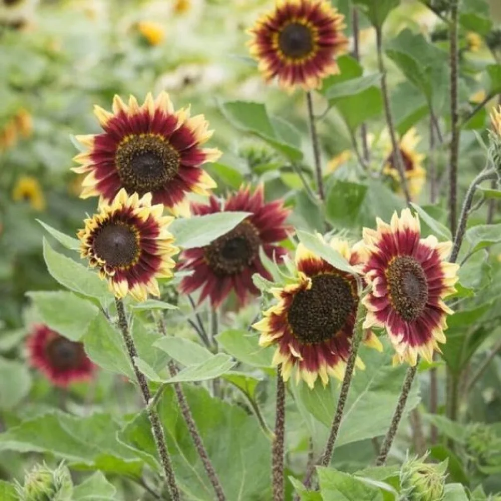 Solros 'Floren'