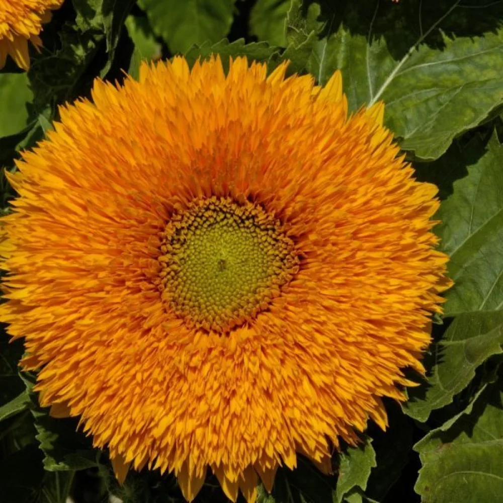 Solros 'Orange Sun'