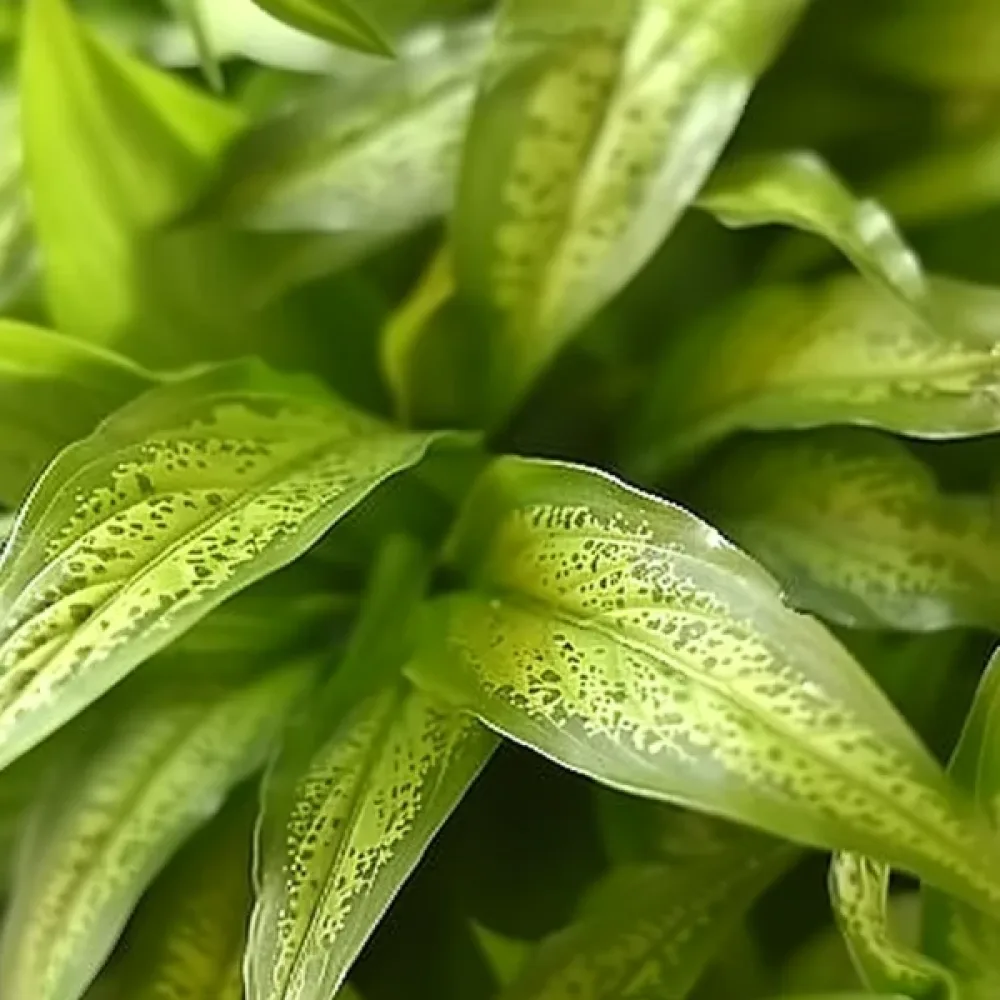 Doftmålla 'Green Magic'