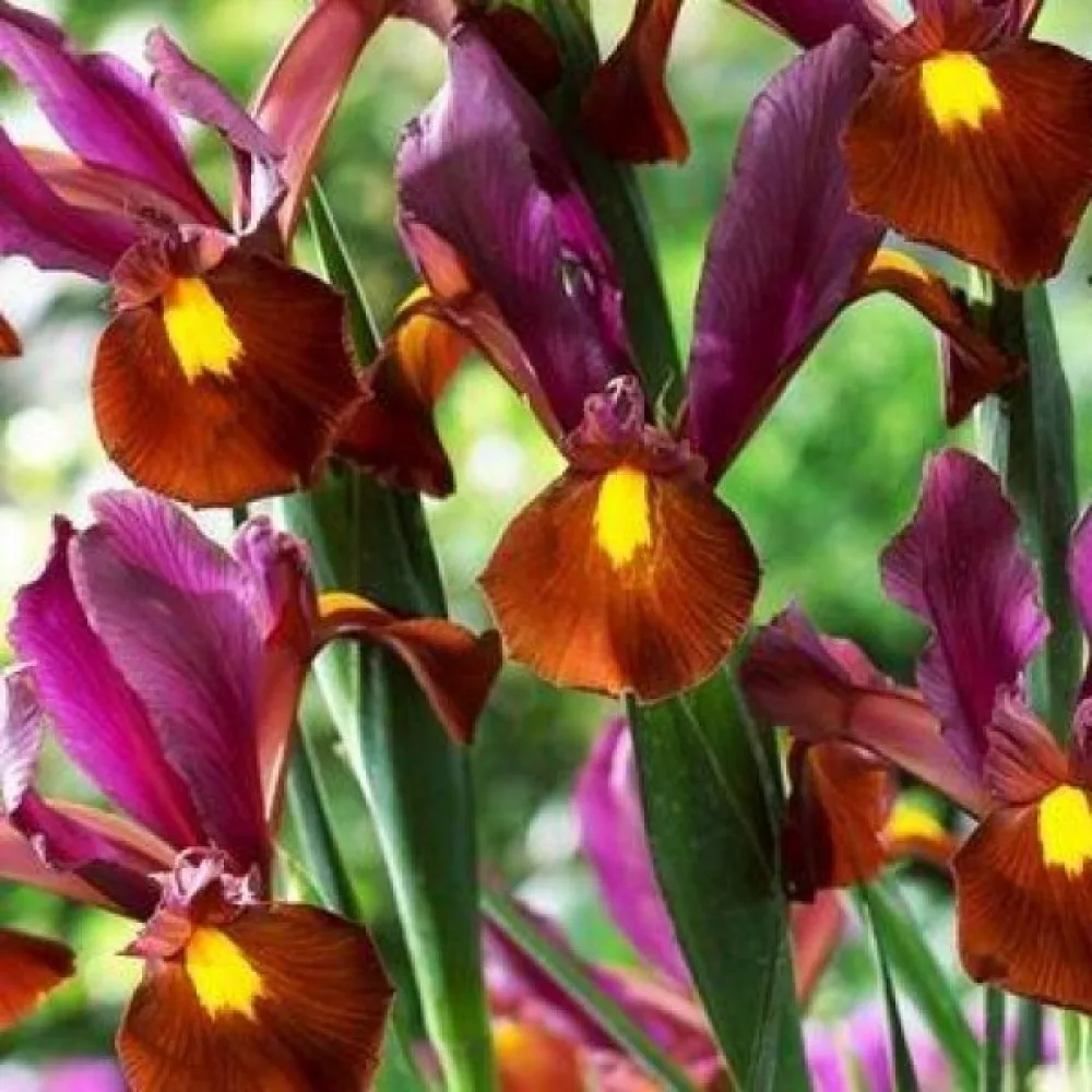 Iris 'RED EMBER'