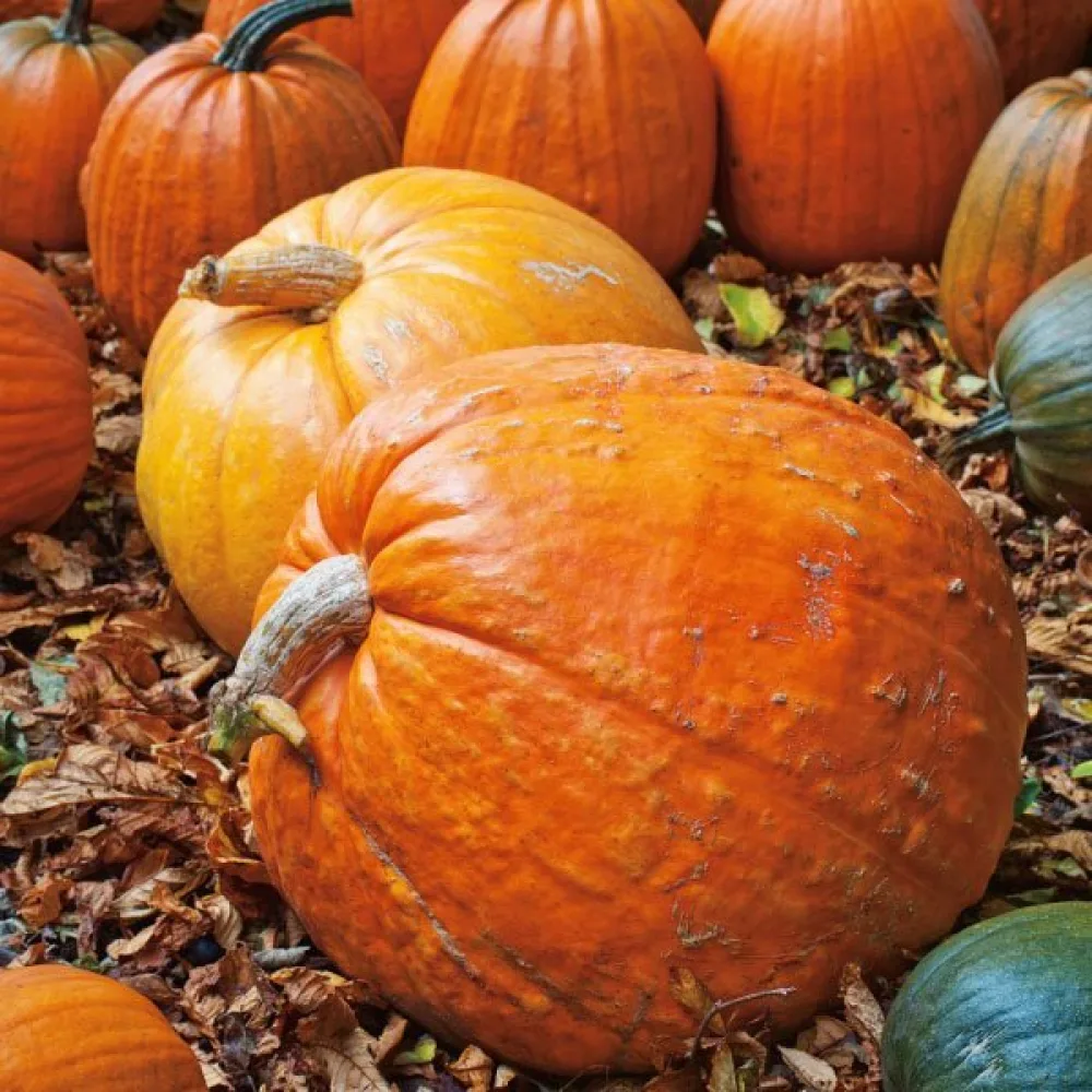 Pumpa 'Big Max'