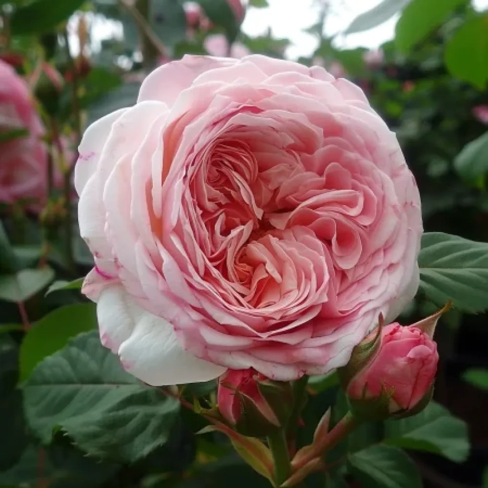 Ros 'Pink Flame'