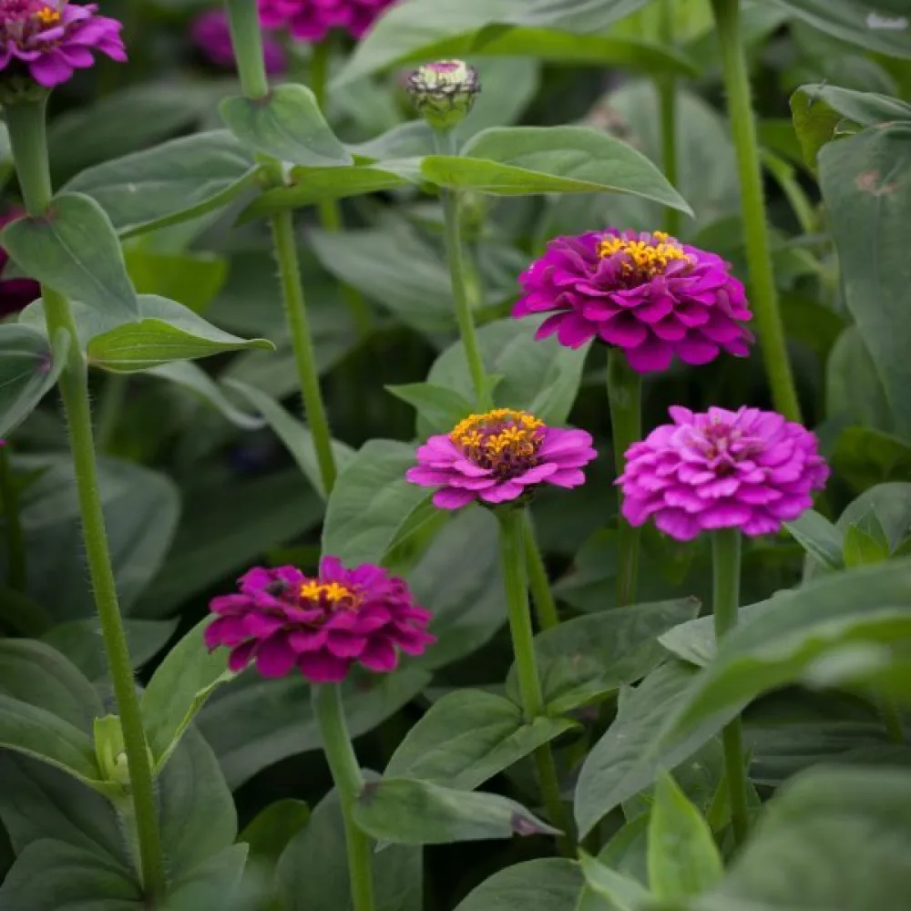 Zinnia 'Purple Gem'