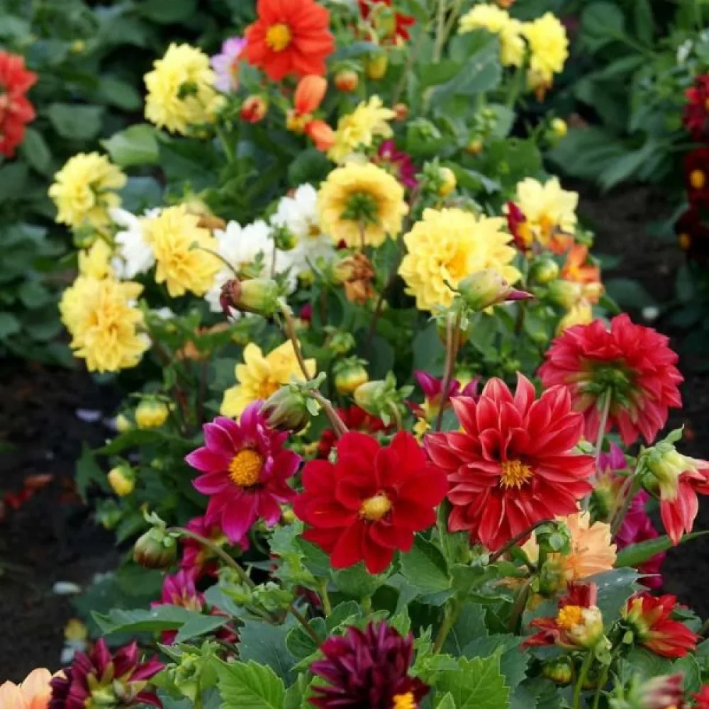 Lågväxande dahlia 'Early Bird' – blandning