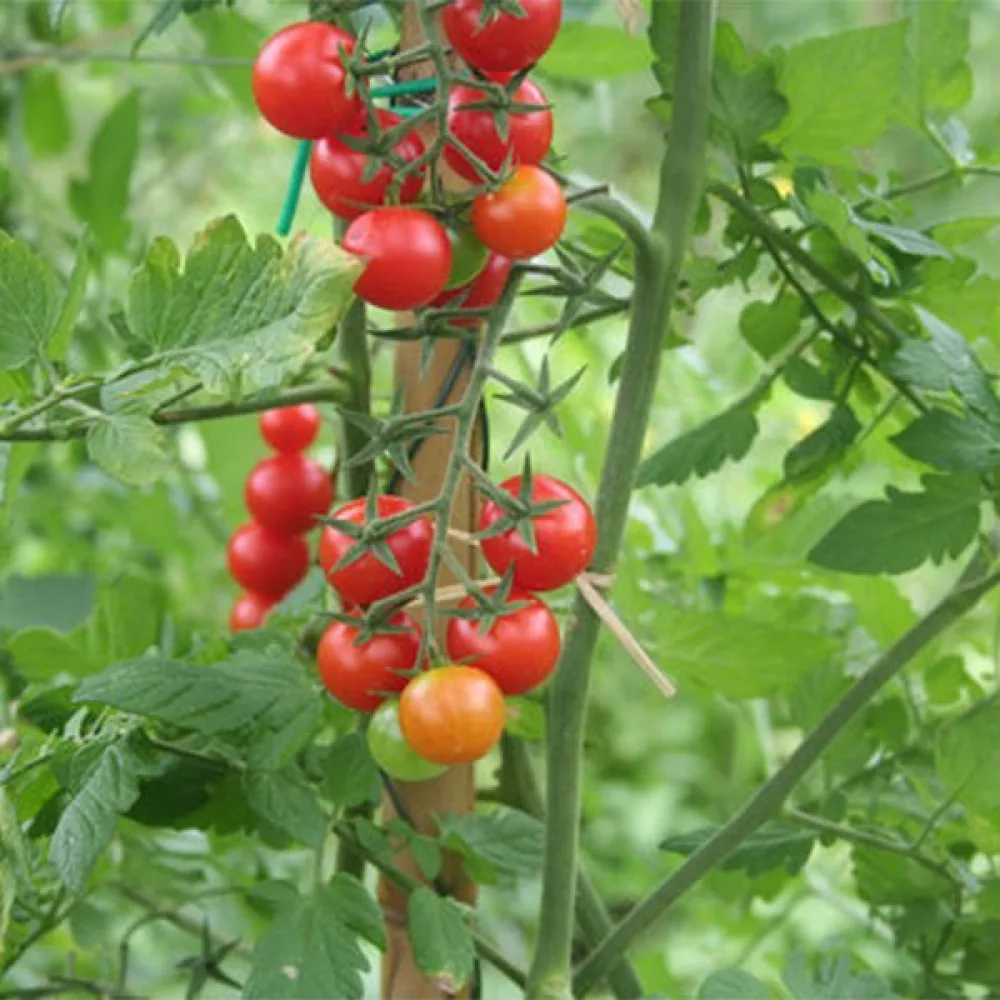 Körsbärstomat 'Cerise Ciliega'