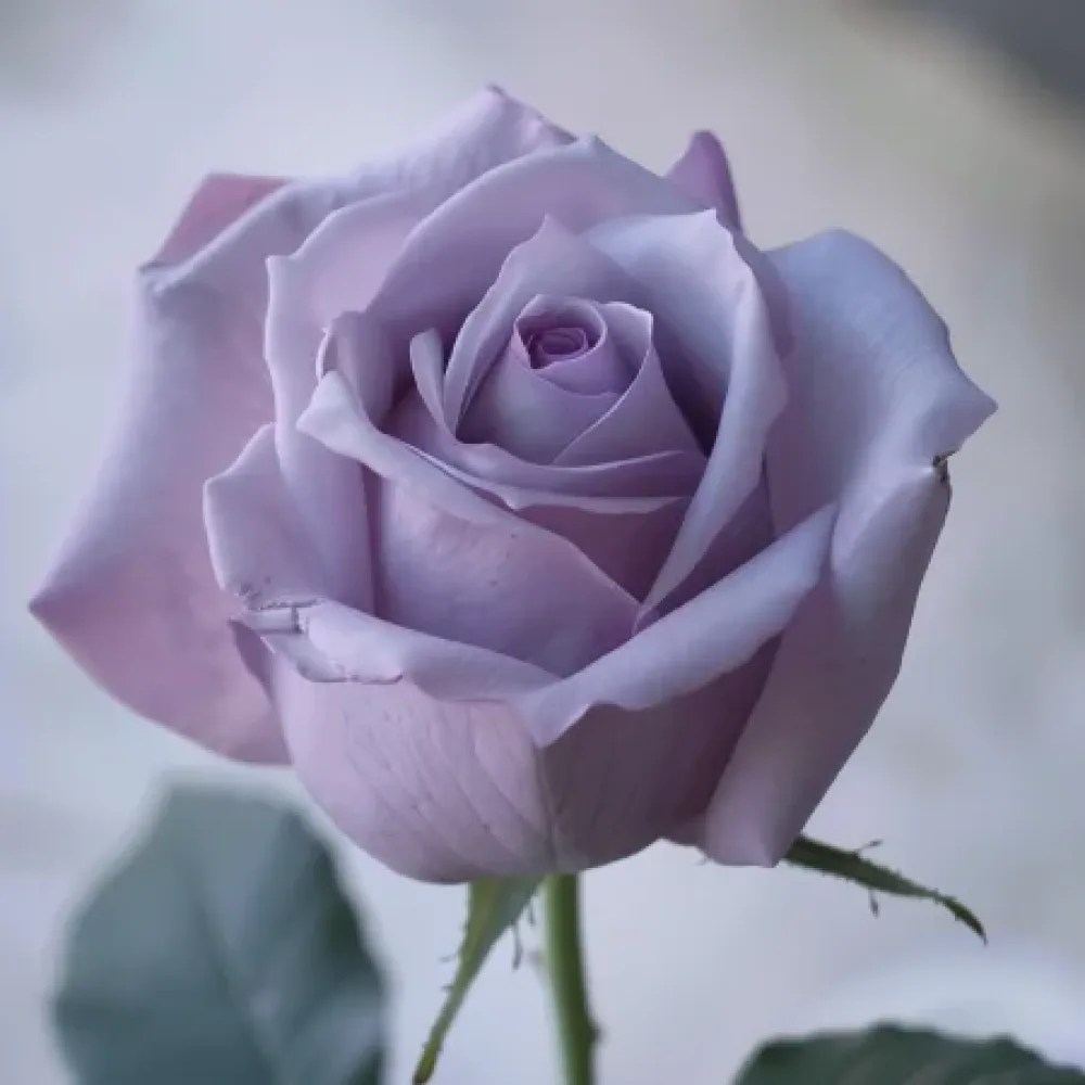 Ros 'Blooming Symphony' – barrotad