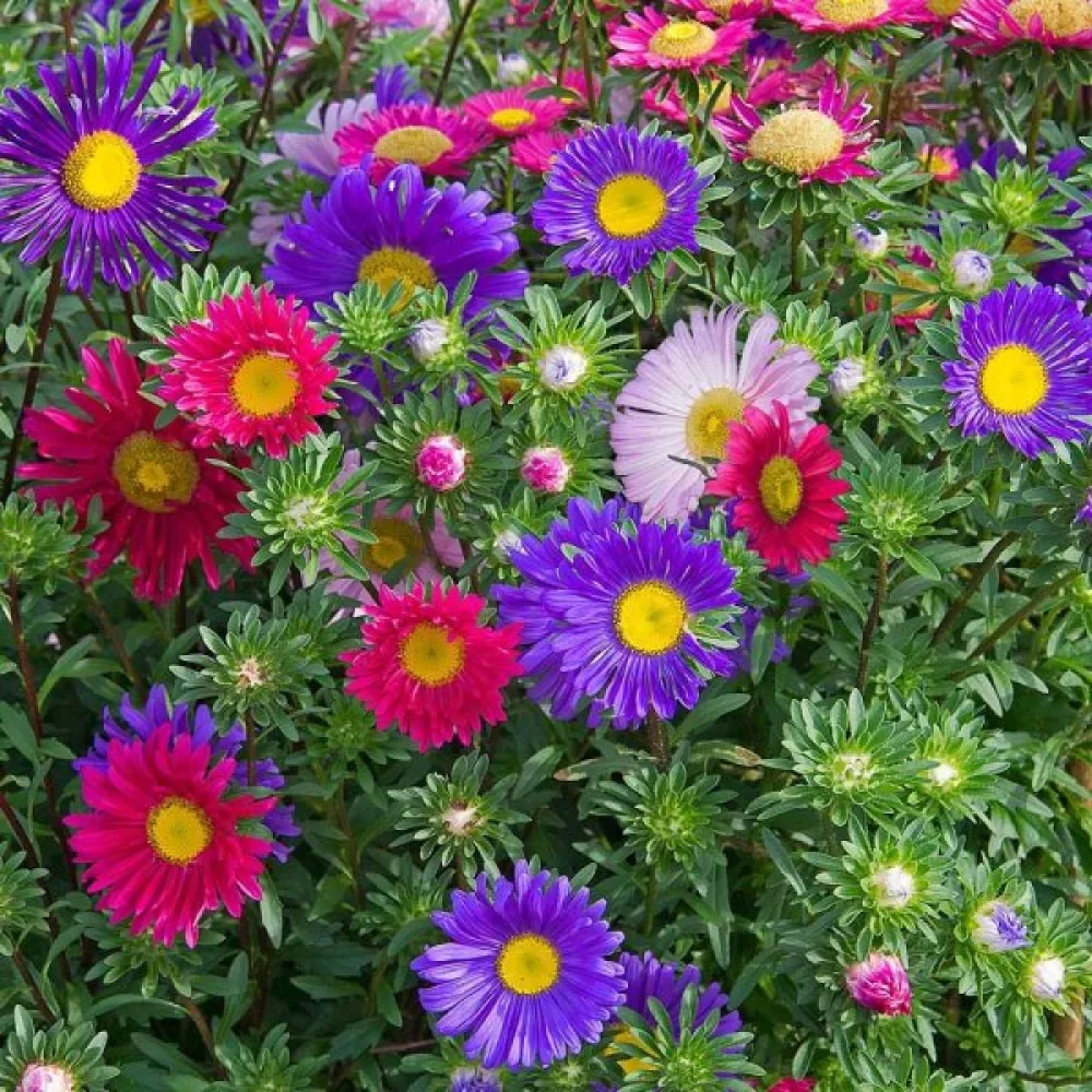 Sommaraster 'Madeleine' – mix
