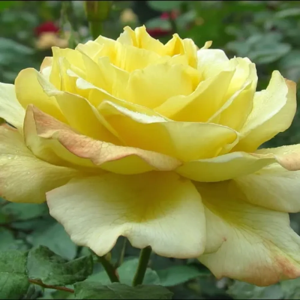 Ros 'Radiant Gold' – barrotad