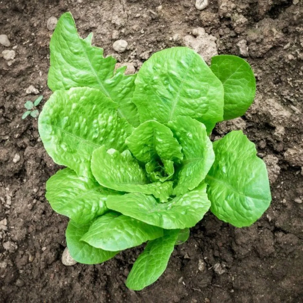 Romansallad 'Paris White'