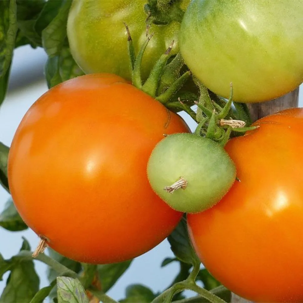 Tomat 'Orange Queen'