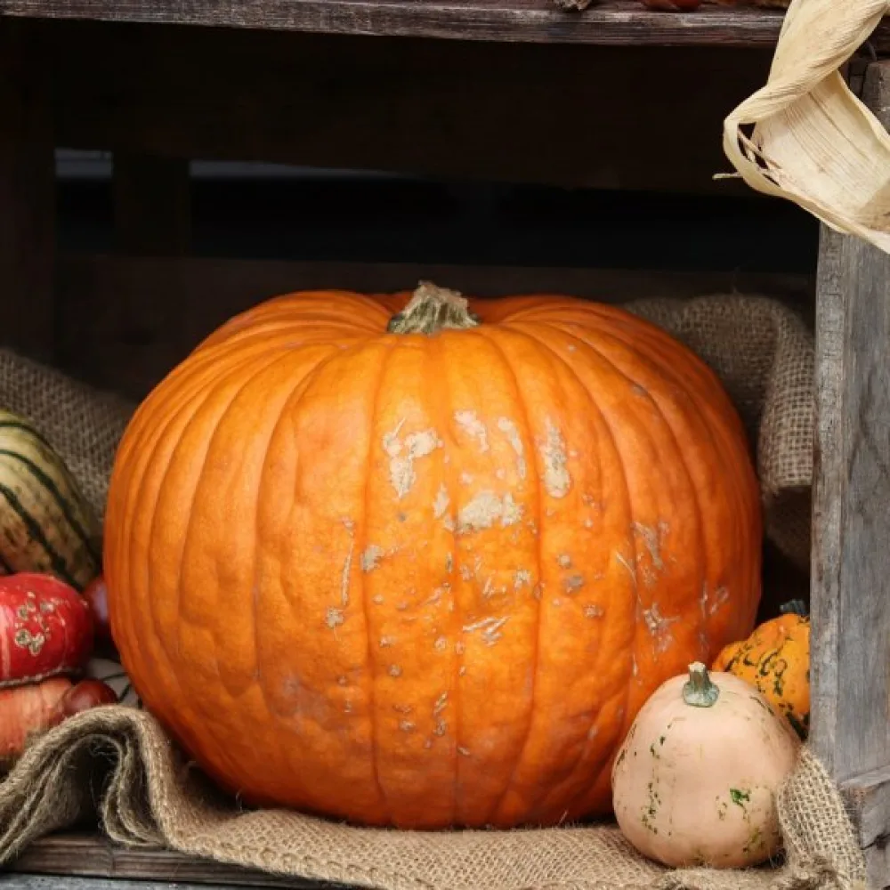 Pumpa 'Jack Lantern'