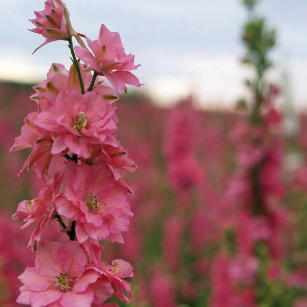 Sommarriddarsporre 'Pink Queen' – ljusrosa