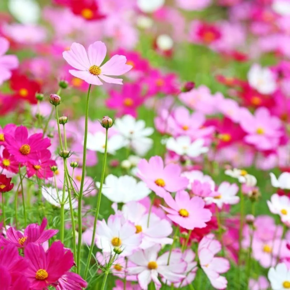 Rosenskära 'Early Summer' mix