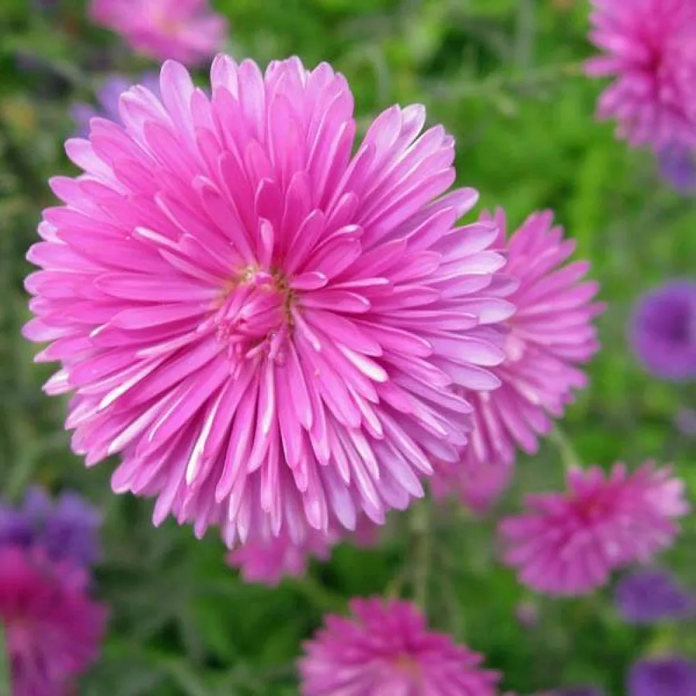Sommaraster 'Milady' rosa