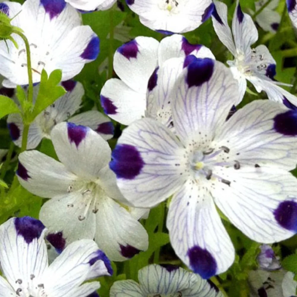 Nemophila maculata 'Five Spot'