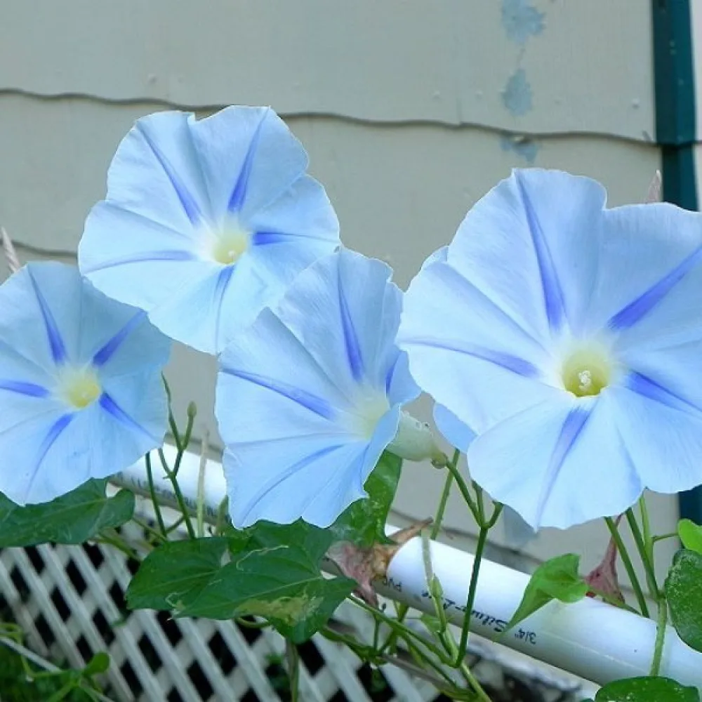 Blomman för dagen 'Blue Star'