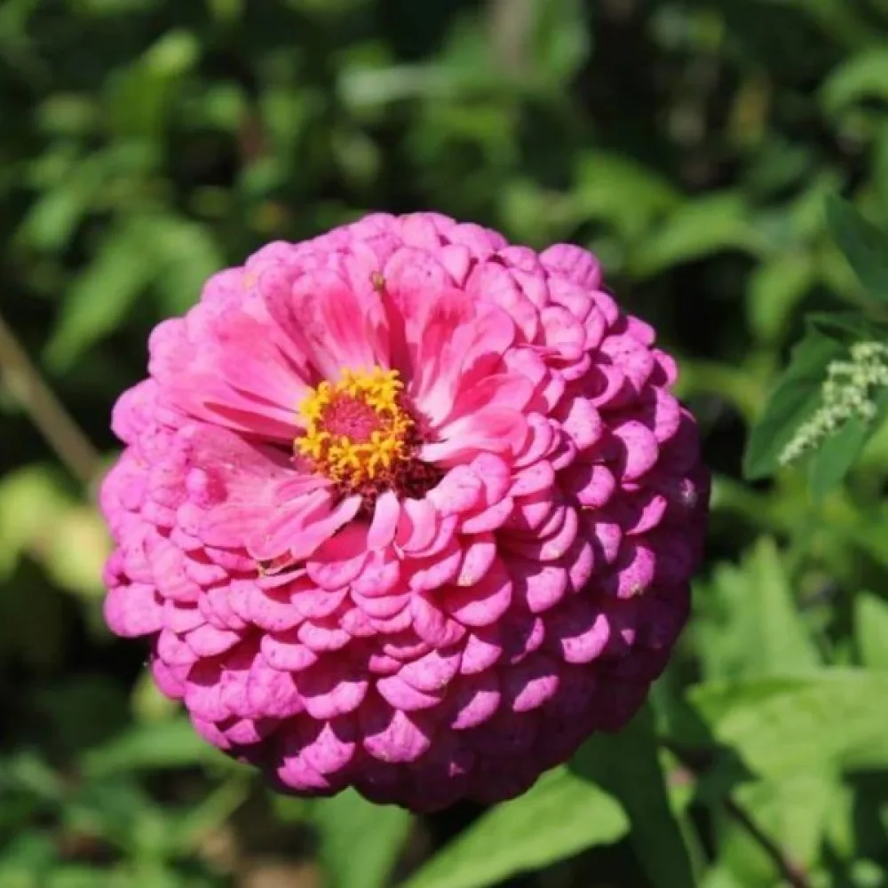 Zinnia 'Luminosa'