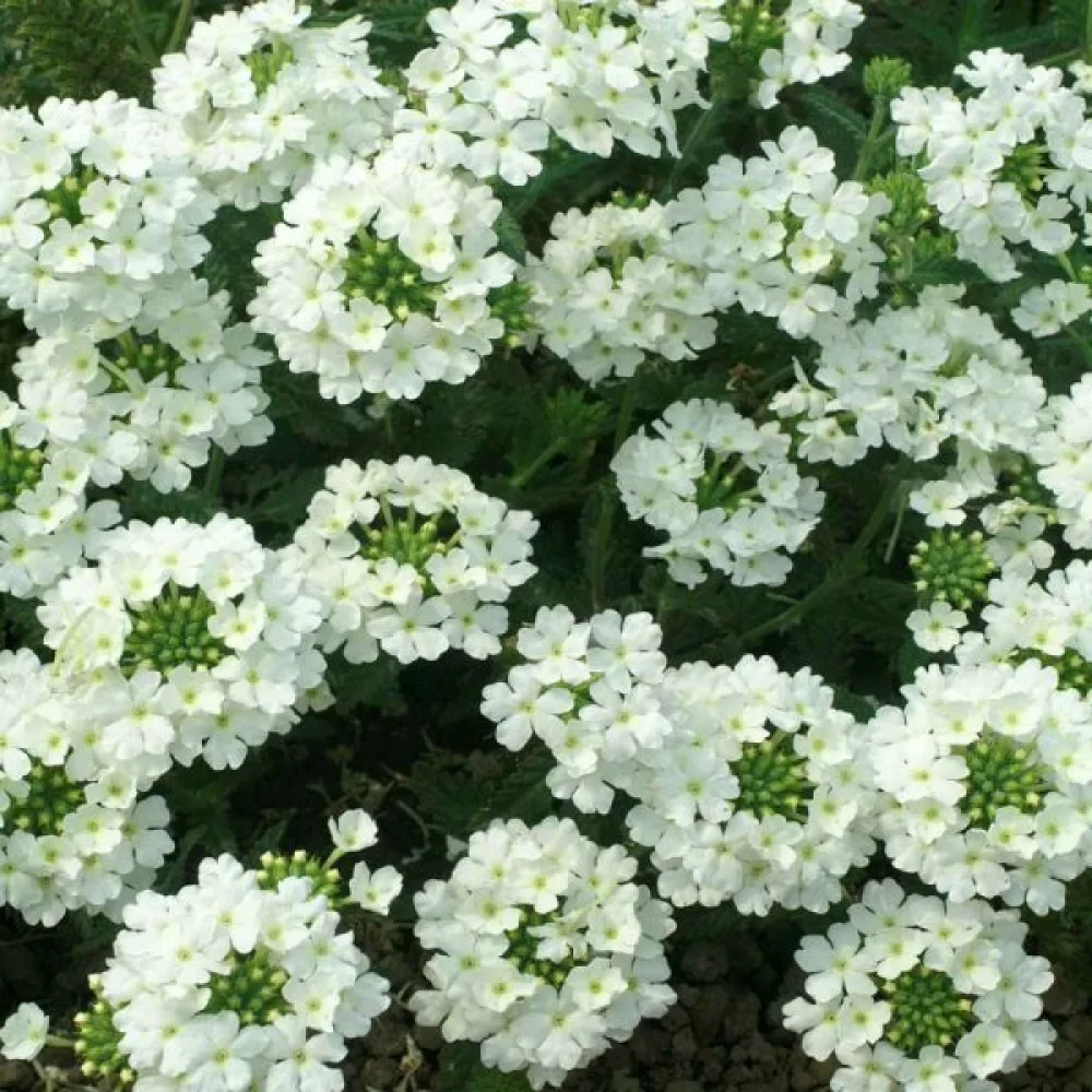 Verbena, vit