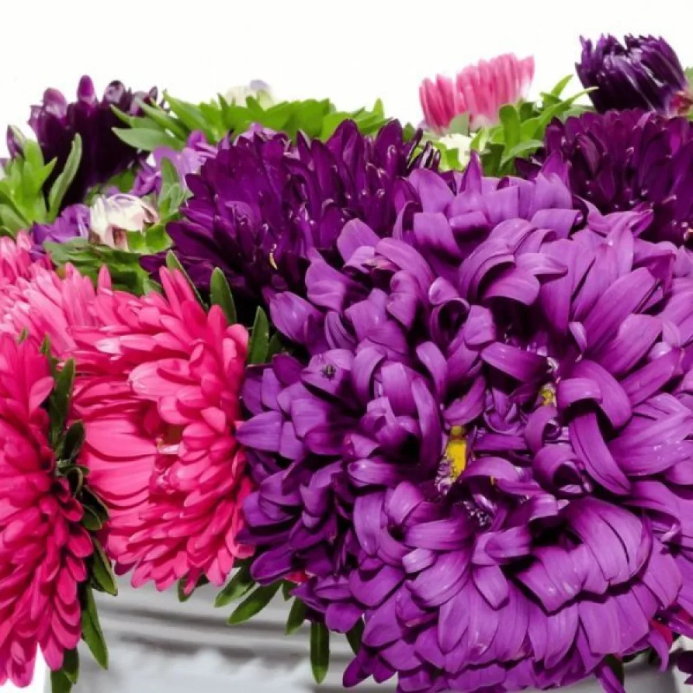 Sommaraster pionblommig – mix