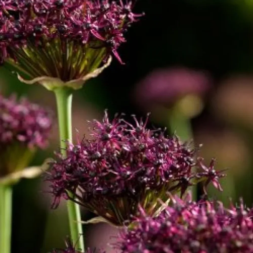 Prydnadslök 'Atropurpureum'