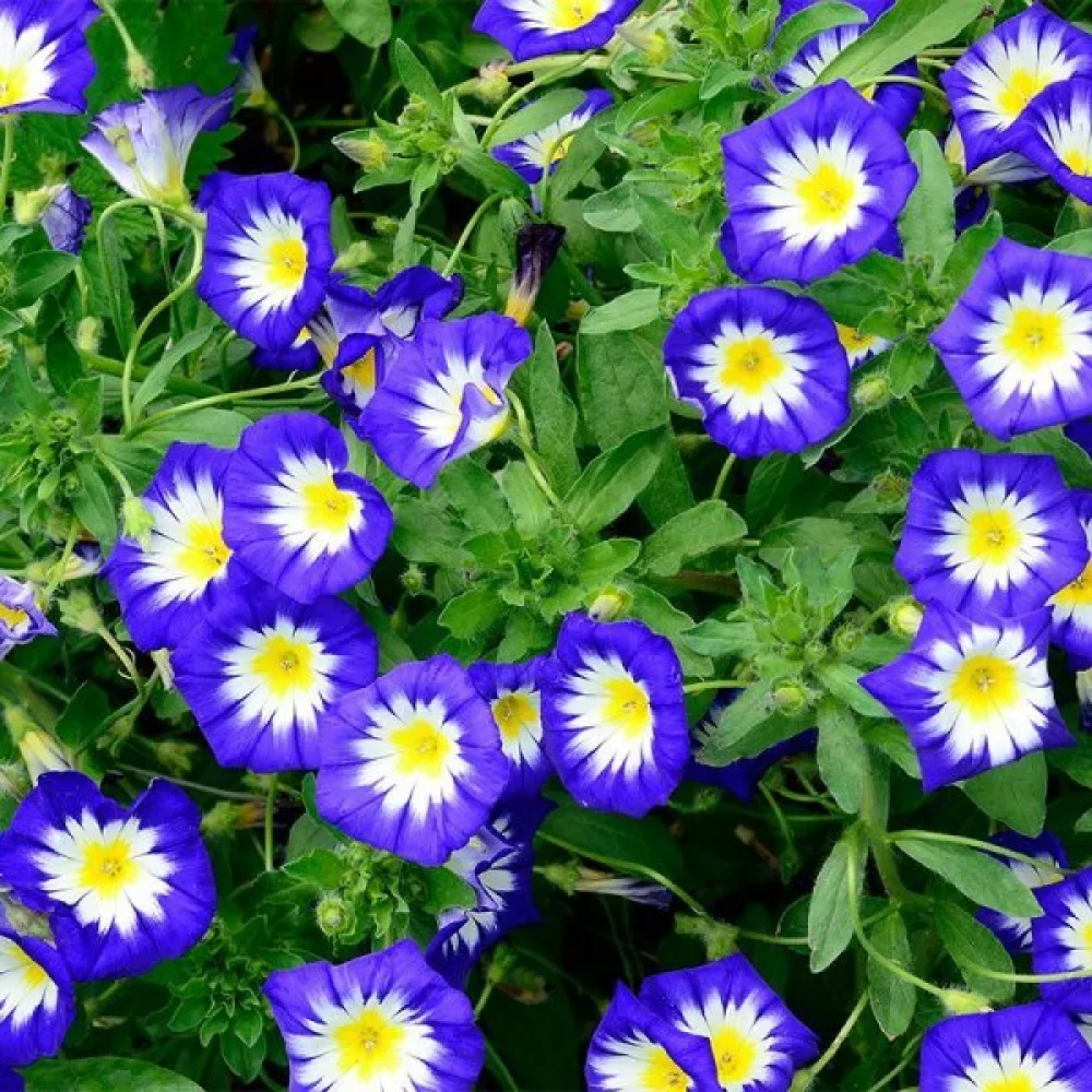 Praktvinda 'Royal Ensign'