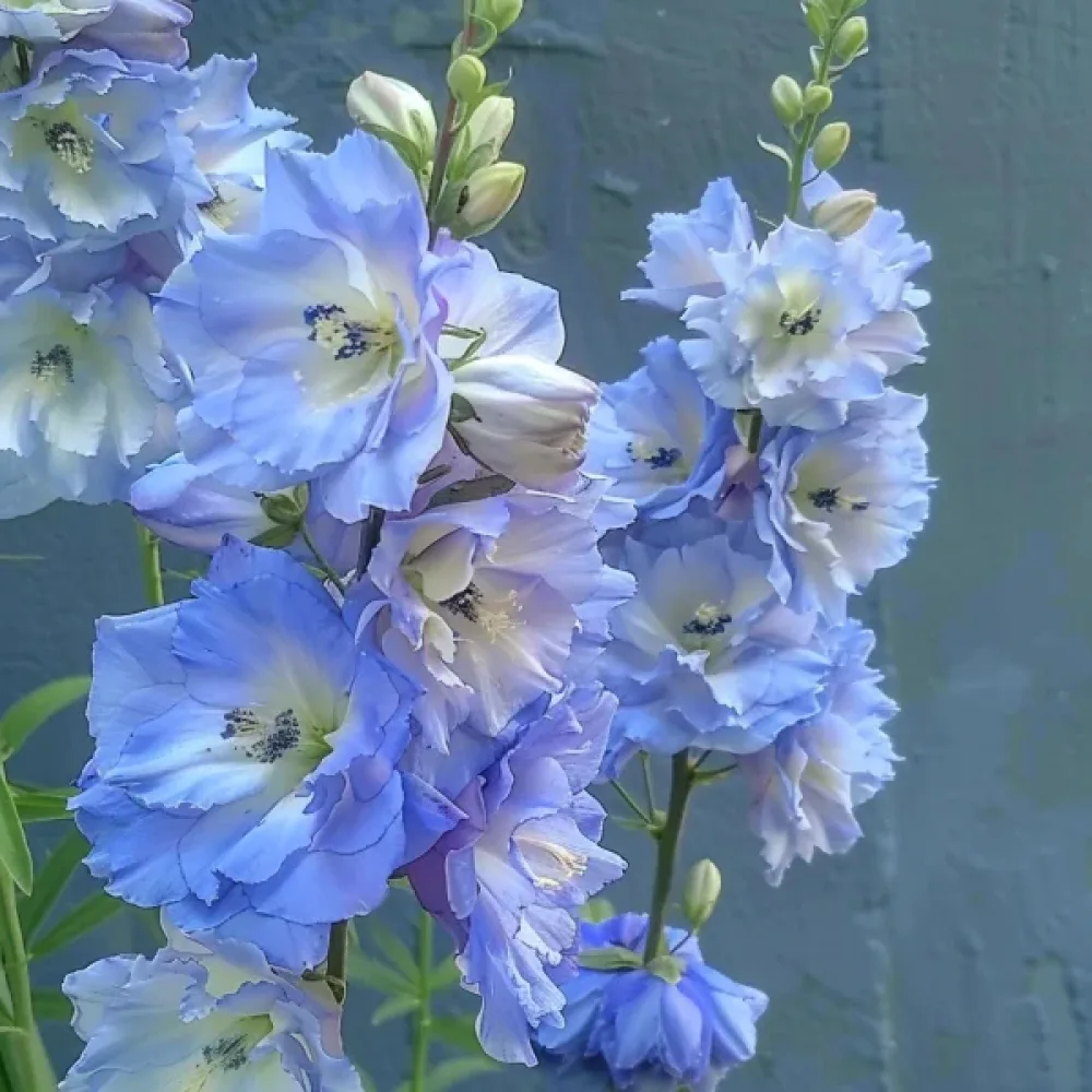 Sommarriddarsporre 'Blue Bell' – blå