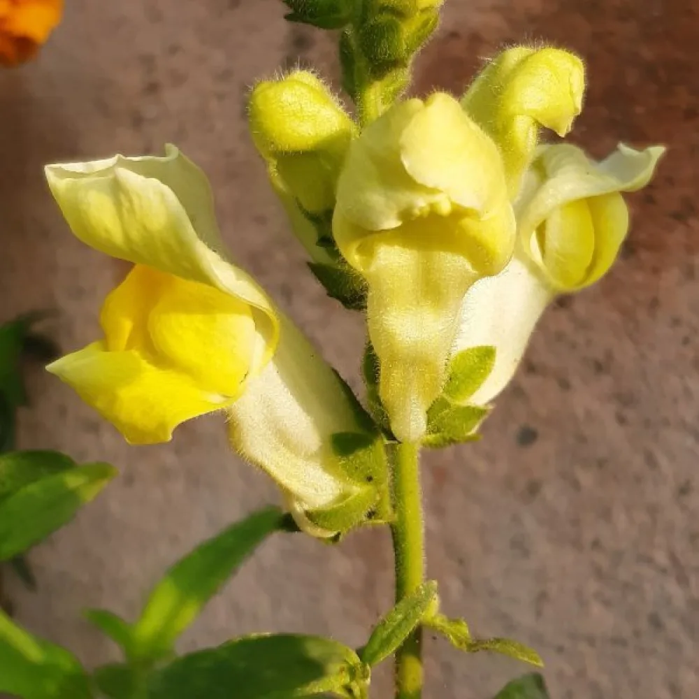 Lejongap 'Eldorado'