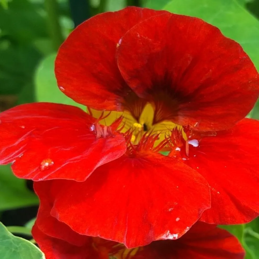 Krasse 'Scarlet Gleam'