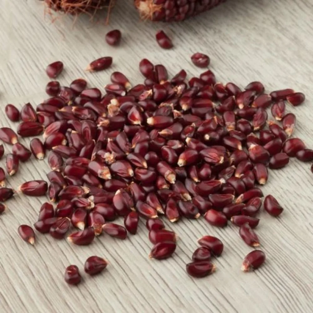 Prydnadsmajs 'Strawberry Corn'