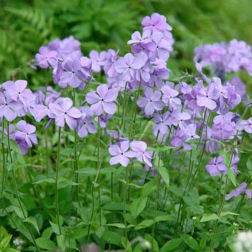 Sommarflox 'Beauty Blue'