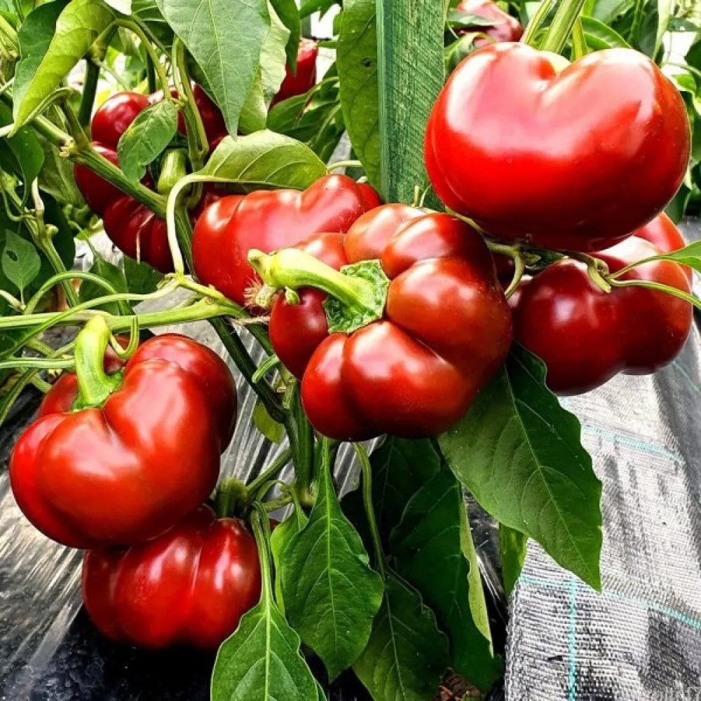 Tomatpaprika 'Topepo Rosso'