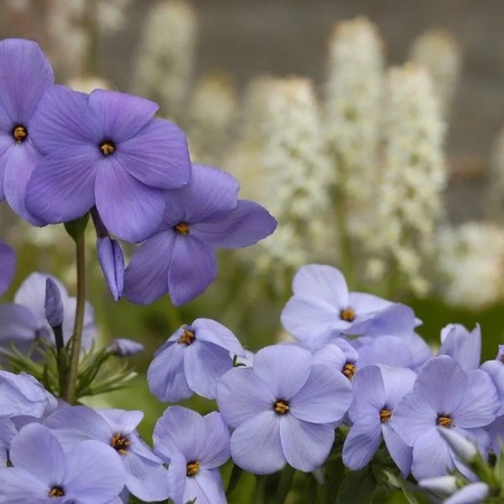 Sommarflox 'Beauty Blue'