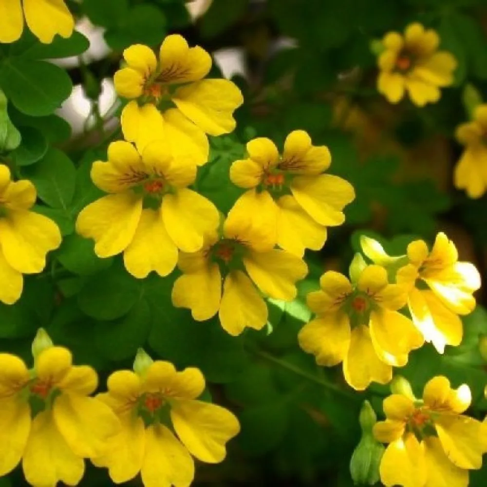 Krasse 'Tip-Top Golden Yellow'