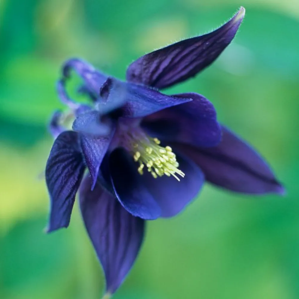 Akleja Aquilegia vulgaris – blå