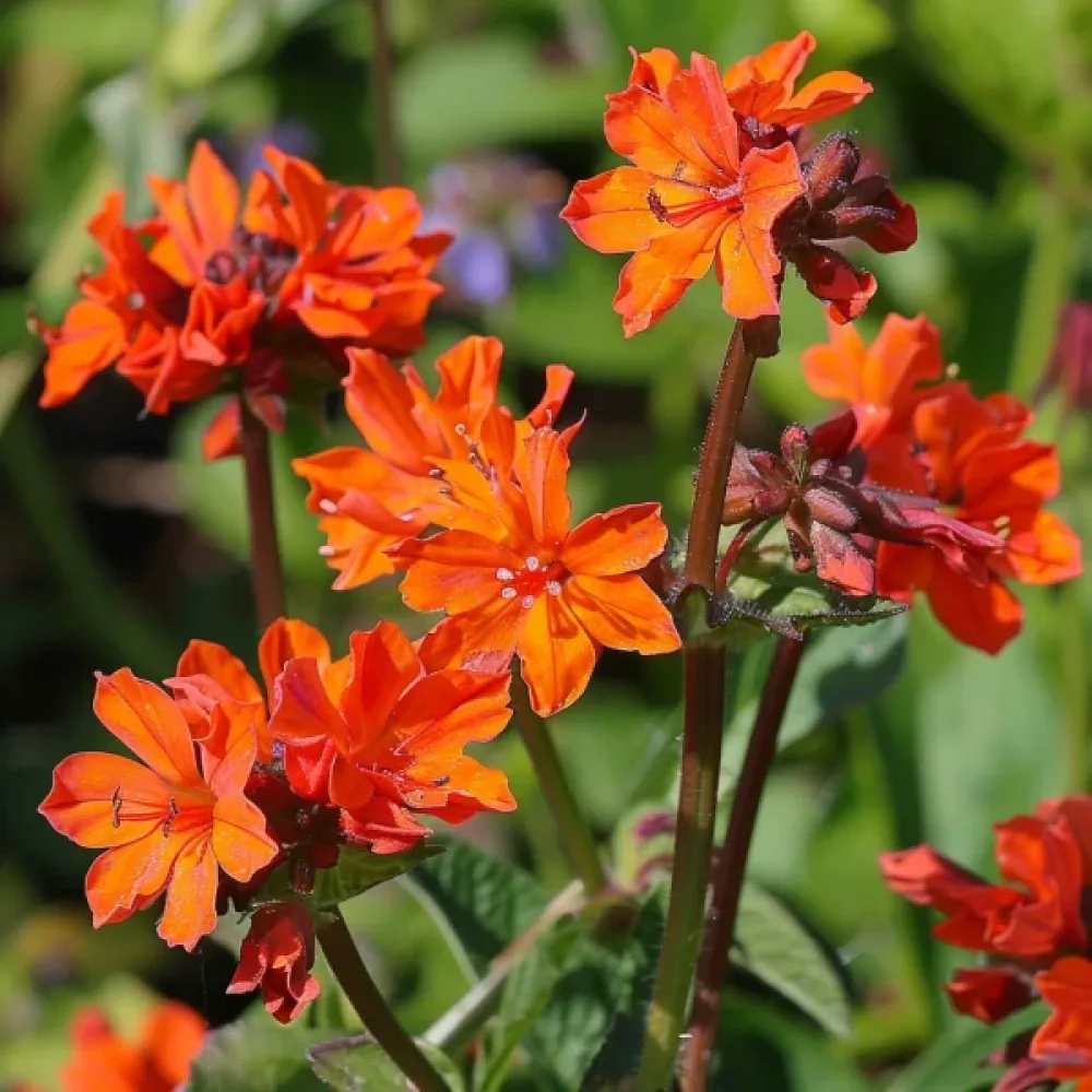 Lychnis 'Vesuvius' röd