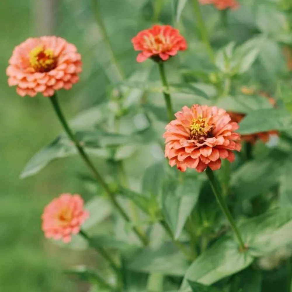 Zinnia 'Salmon Gem'