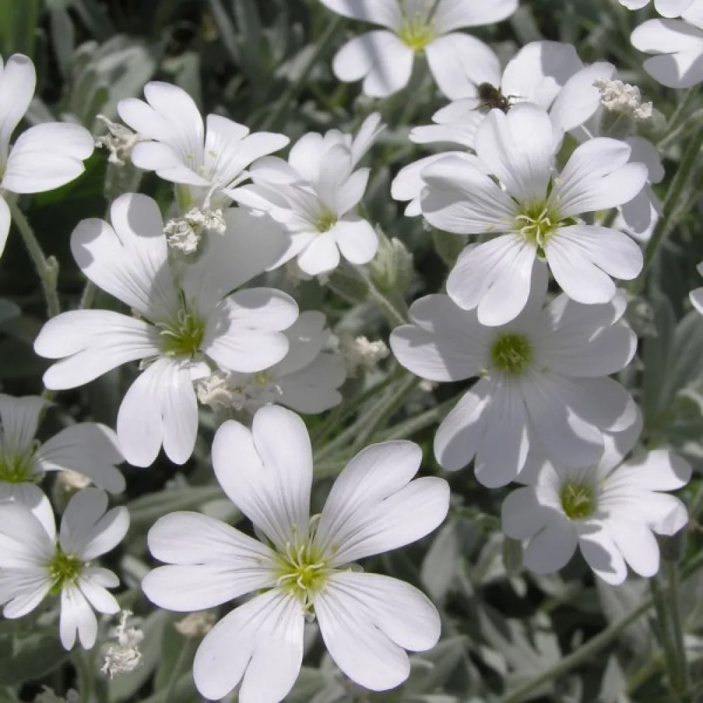 Silverarv Cerastium biebersteinii, vit