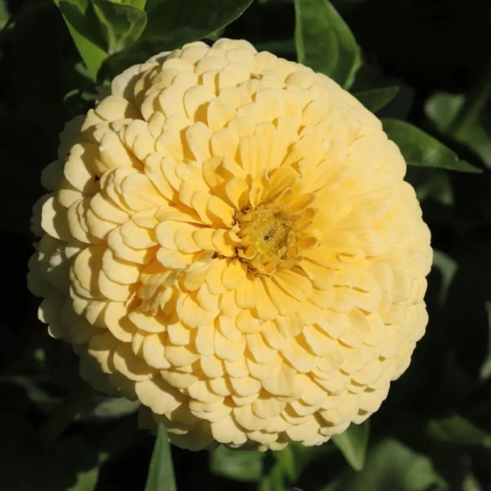 Zinnia 'Isabellina'